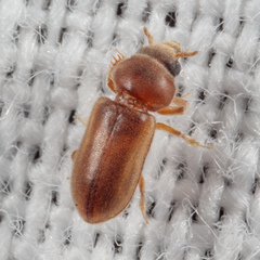 Tropicus pusillus