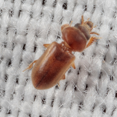 Tropicus pusillus