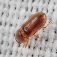 Tropicus pusillus
