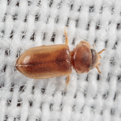 Tropicus pusillus