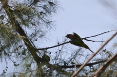 Psittacula alexandri fasciata