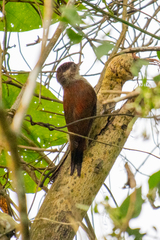 Dryobates callonotus