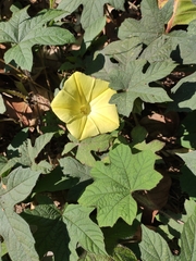 Camonea vitifolia