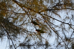 Psittacula alexandri fasciata