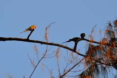 Psittacula alexandri fasciata