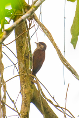 Dryobates callonotus