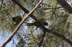 Psittacula alexandri fasciata