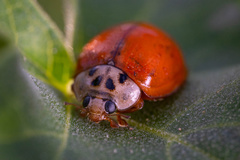 Harmonia axyridis