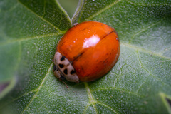 Harmonia axyridis