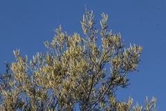 Acacia leptostachya