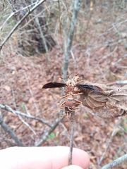 Ophiocordyceps humbertii