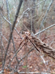 Ophiocordyceps humbertii