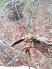 Ophiocordyceps humbertii