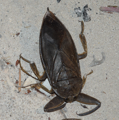 Lethocerus collosicus