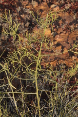 Eremophila polyclada