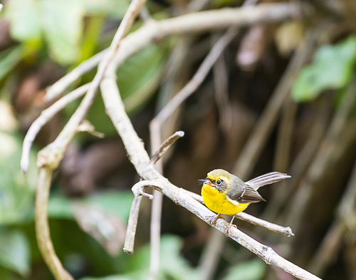 Yellow-bellied Fantail (Chelidorhynx hypoxanthus), photo 6