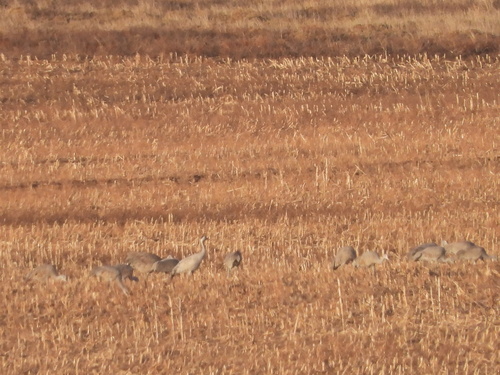 Common Crane photographed in New Mexico