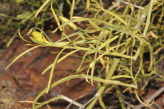 Eremophila polyclada