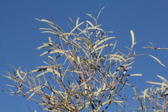 Acacia cambagei