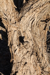 Acacia cambagei