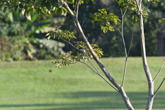 Lanius collurioides