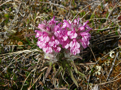 Pedicularis lanata