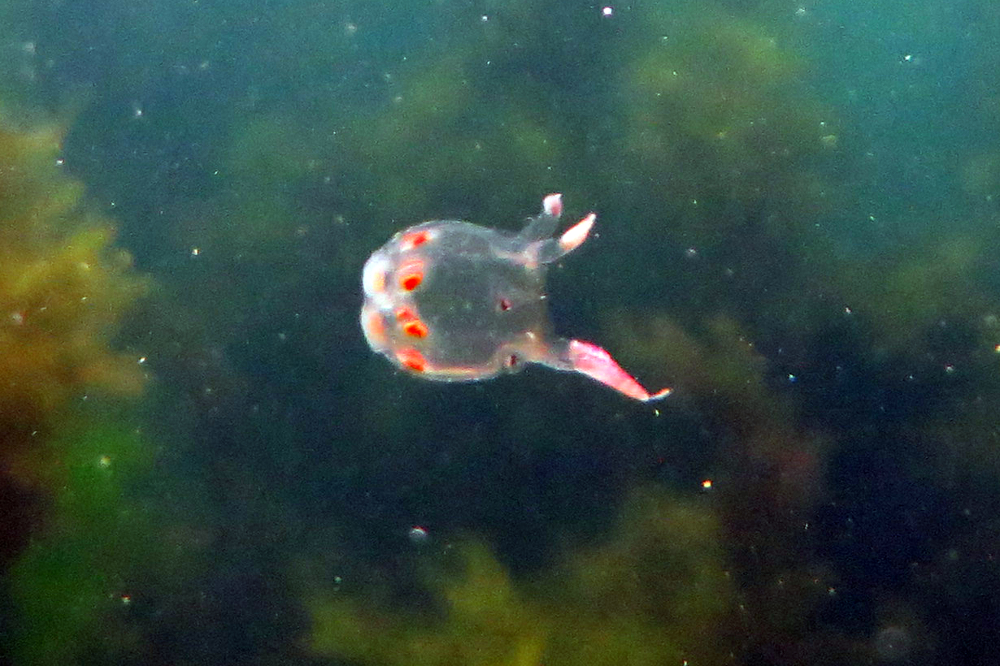 Copula sivickisi (Stiasny, 1926)