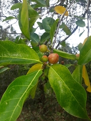 Ficus fraseri