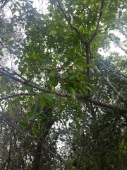 Ficus fraseri