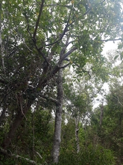 Ficus fraseri