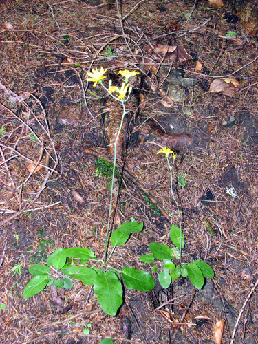 Wall Hawkweed (Hieracium murorum)