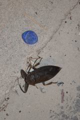 Lethocerus collosicus