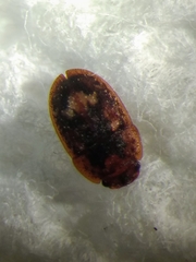 Coleoptera