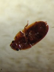 Coleoptera