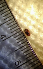 Coleoptera