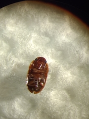 Coleoptera