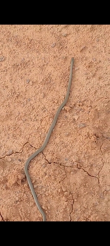 Chlorosoma dunupyana