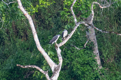 Pseudastur occidentalis