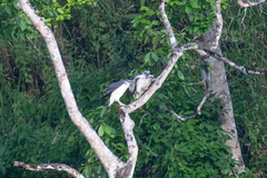 Pseudastur occidentalis