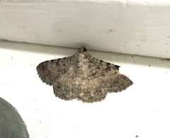 Polydesma boarmoides