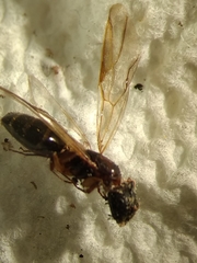 Camponotus clarithorax