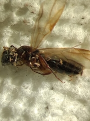 Camponotus clarithorax