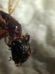 Camponotus clarithorax