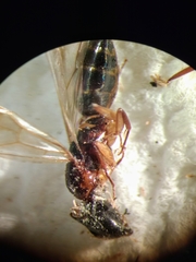 Camponotus clarithorax