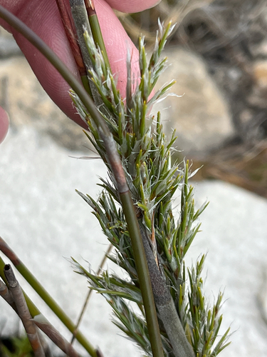 Hard Thatchreed (Thamnochortus rigidus)