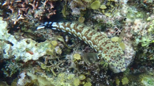 Parapercis millepunctata