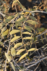 Capparis lasiantha