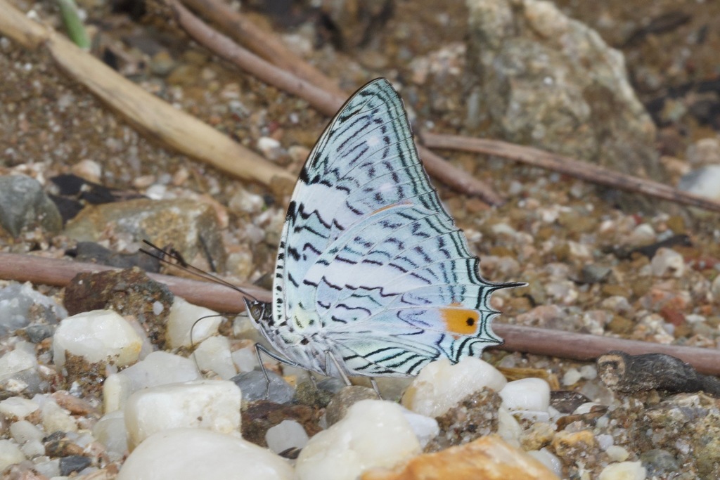 Baeotus japetus