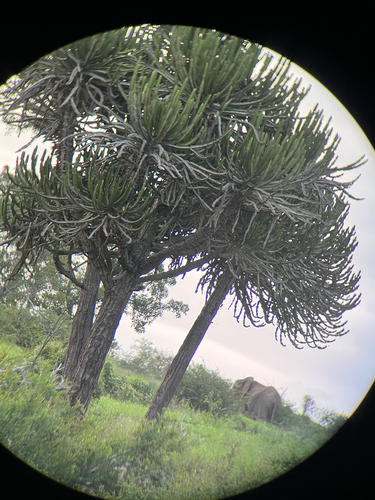 Lebombo Naboom (Euphorbia confinalis)