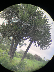Euphorbia confinalis, photograph (c) katuchka, some rights reserved (CC BY)